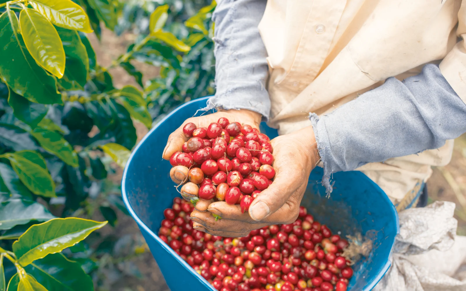 Nông trại Chiềng Ban