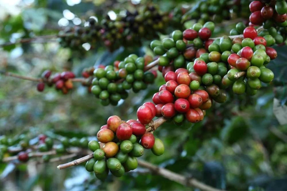 Vườn cà phê Arabica trên vùng núi